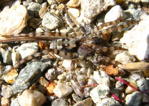 Arctosa perita