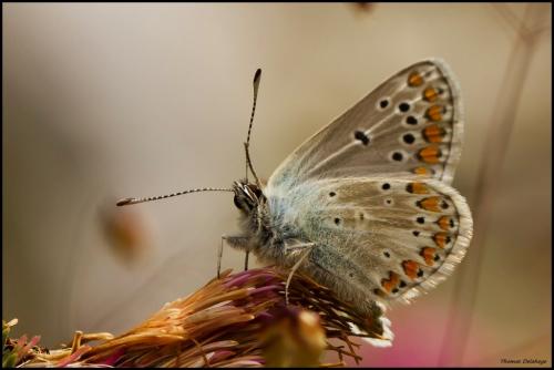 Réf. 78 474 : Aricia artaxerxes
