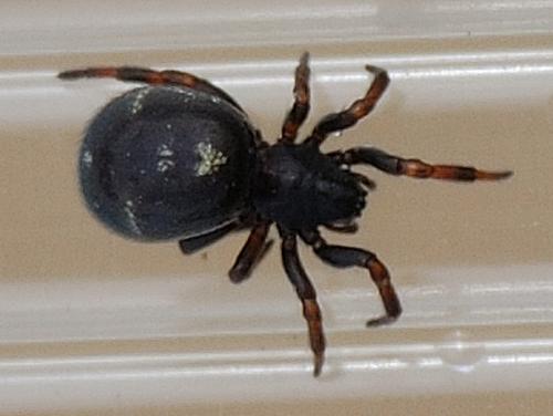 Asagena italica