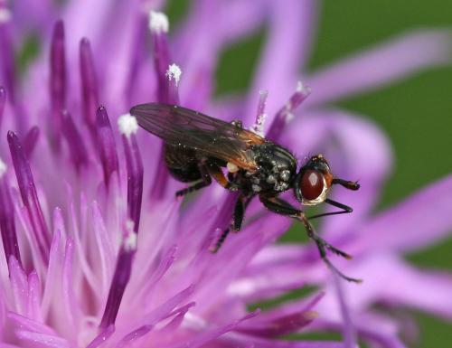 Thecophora sp.