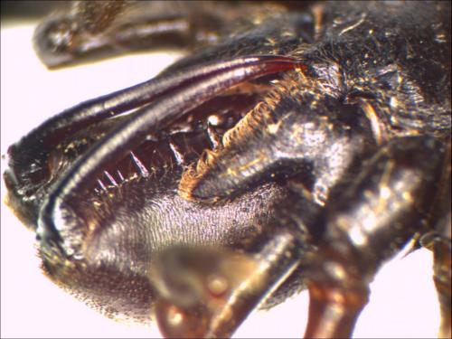 Atypus piceus