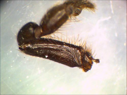 Atypus piceus