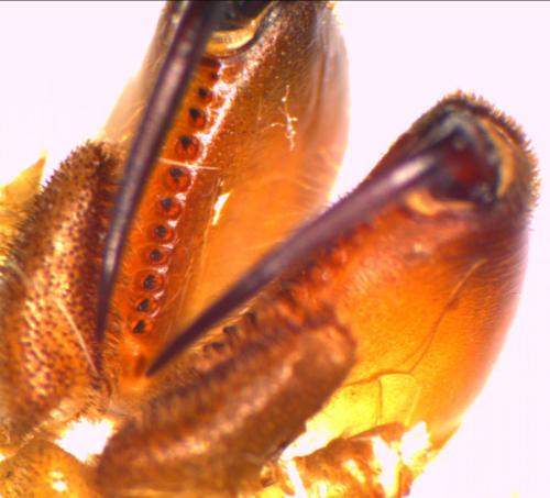 Atypus affinis