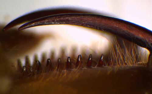 Réf. 78 965 : Atypus affinis