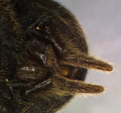 Atypus piceus