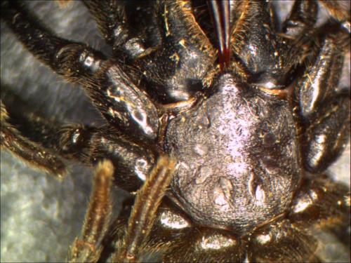 Atypus piceus