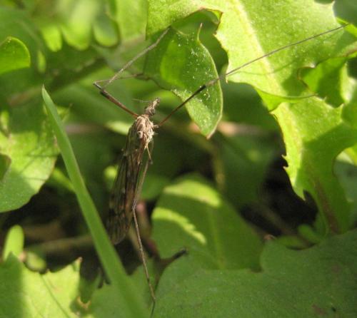 Tipula confusa