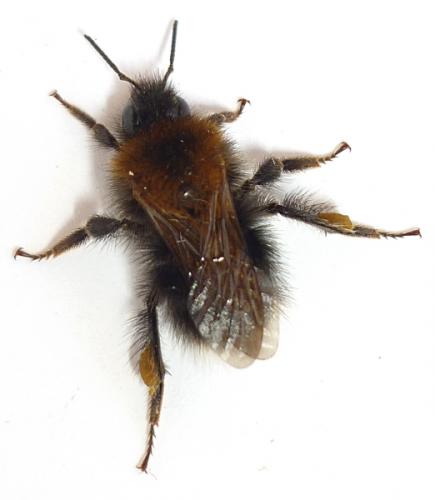Bombus hypnorum