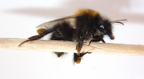 Bombus hypnorum