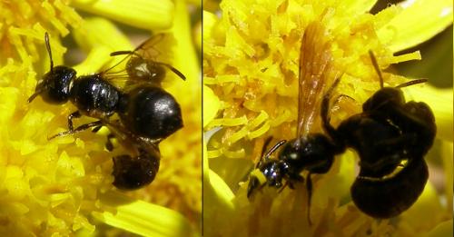 Ceratina cucurbitina