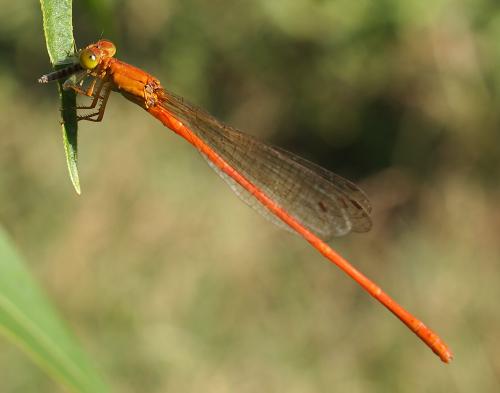 Réf. 78 246 : Ceriagrion glabrum