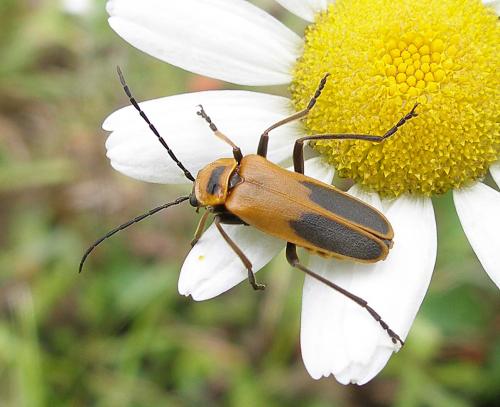 Chauliognathus pensylvanicus