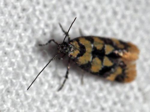 Decantha borkhausenii