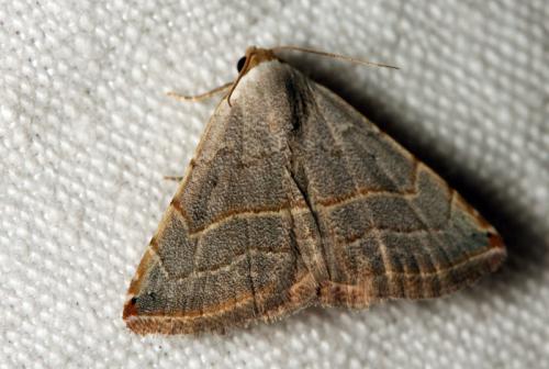 Eublemma polygramma