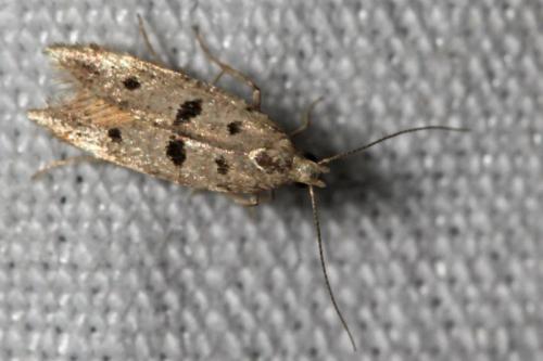 Deltophora stictella