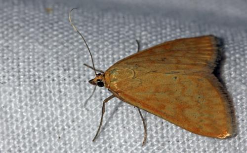 Réf. 78 748 : Sitochroa verticalis
