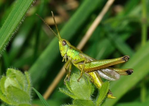 Réf. 78 936 : Chrysochraon dispar dispar