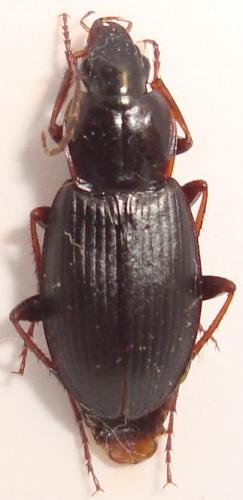 Calathus rotundicollis