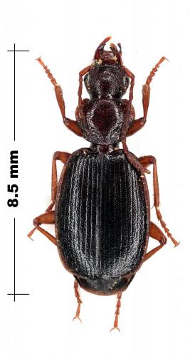 Réf. 78 859 : Cymindis sp.