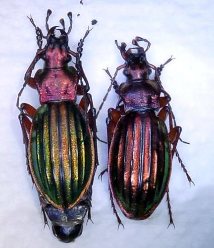 Carabus auronitens auronitens