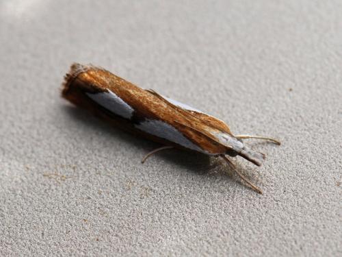 Réf. 78 050 : Catoptria pinella