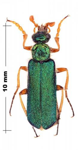 Cerocoma sp.