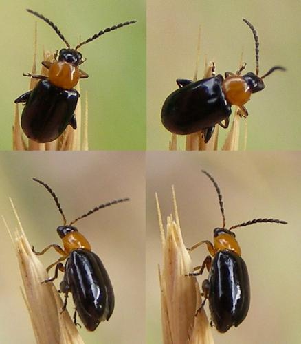Réf. 78 018 : Luperomorpha xanthodera