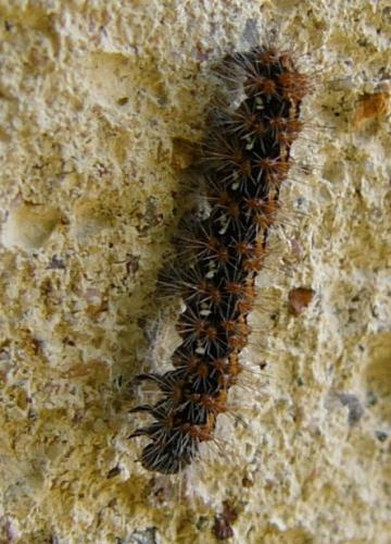 Euplagia quadripunctaria