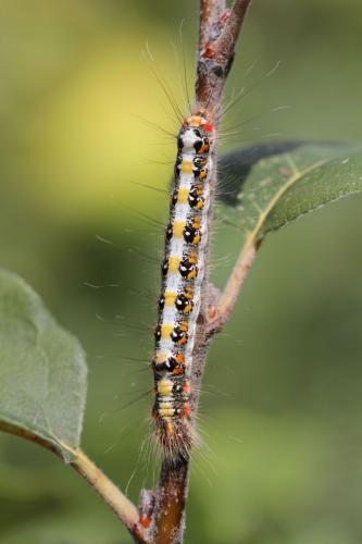 Réf. 78 043 : Acronicta tridens