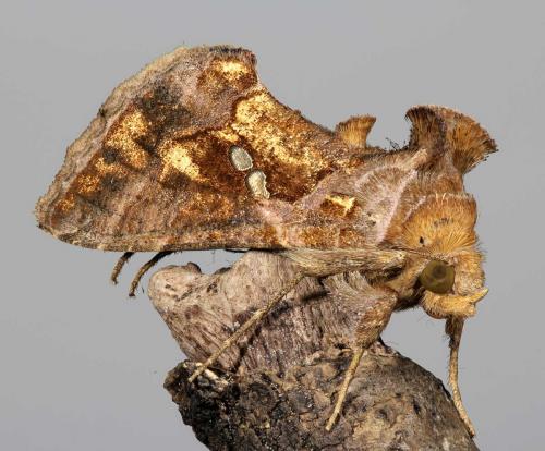 Réf. 78 217 : Chrysodeixis chalcites