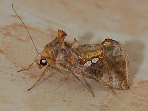 Réf. 78 156 : Chrysodeixis chalcites