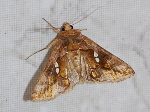 Réf. 78 157 : Chrysodeixis chalcites