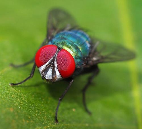 Lucilia sp.