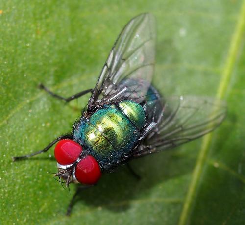 Lucilia sp.
