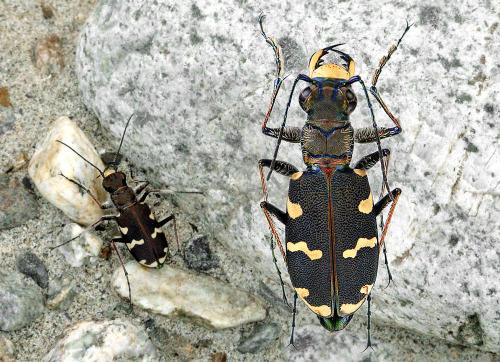 Réf. 78 762 : Cicindela hybrida transversalis