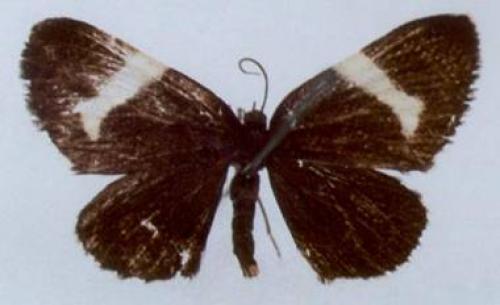 Réf. 78 568 : Baptria tibiale