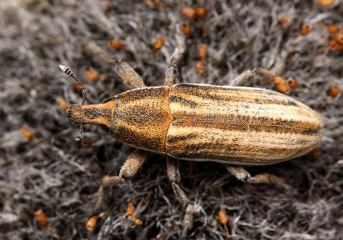 Lixoglyptus spartii