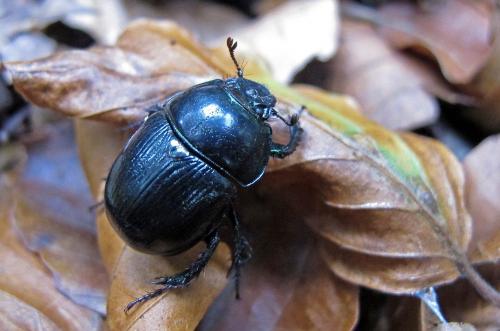 Anoplotrupes stercorosus