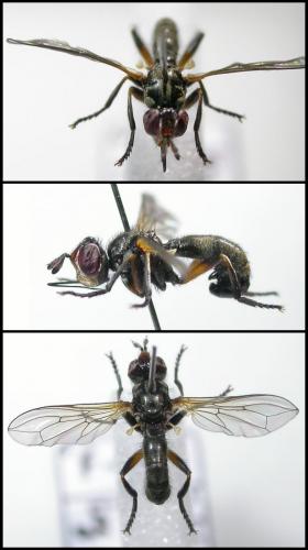 Thecophora sp.