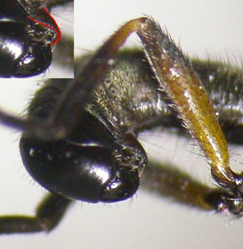 Thecophora sp.