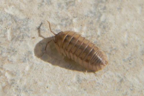 Armadillidium nasatum