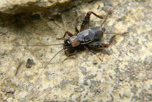 Nemobius sylvestris sylvestris