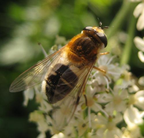 Epistrophe leiophthalma
