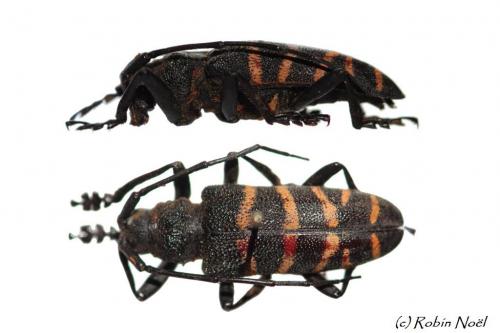 Ceroplesis quinquefasciata
