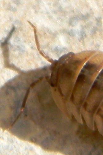 Armadillidium nasatum