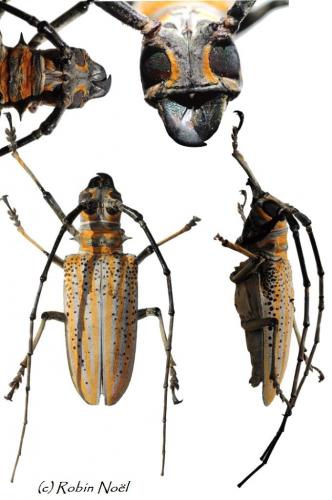Rosenbergia weiskei