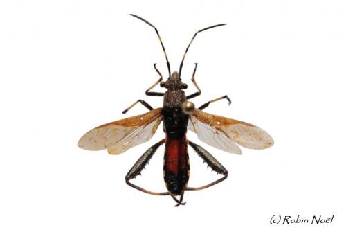Réf. 78 976 : Camptopus lateralis
