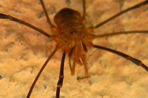 Phalangium opilio