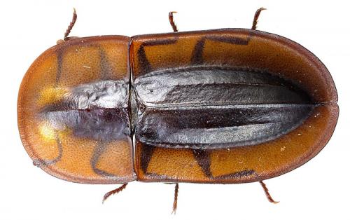 Cossyphus sp.