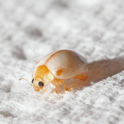 Vibidia duodecimguttata
